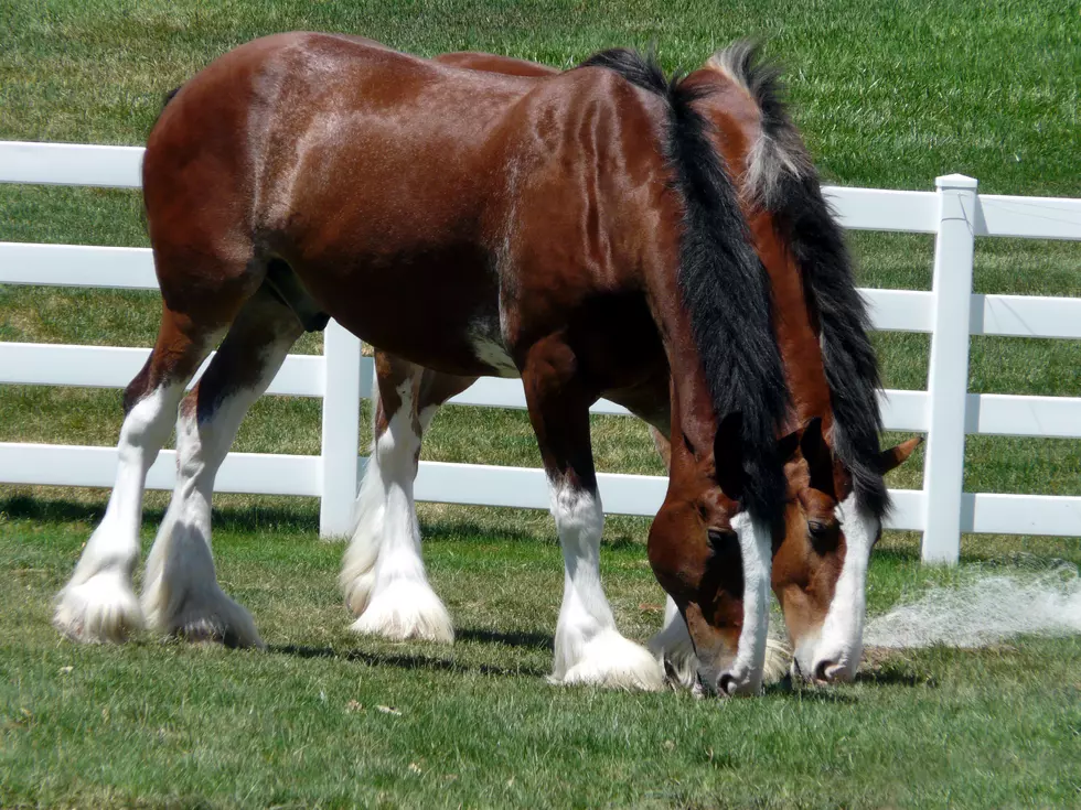 Spend an Afternoon with Clydesdale Horses Sunday in Pecatonica