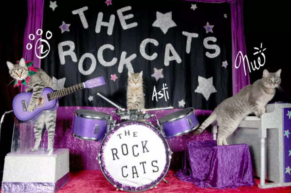 Tired of Your Job? Chicago Based Cat Circus Is Now Hiring a Tour Manager