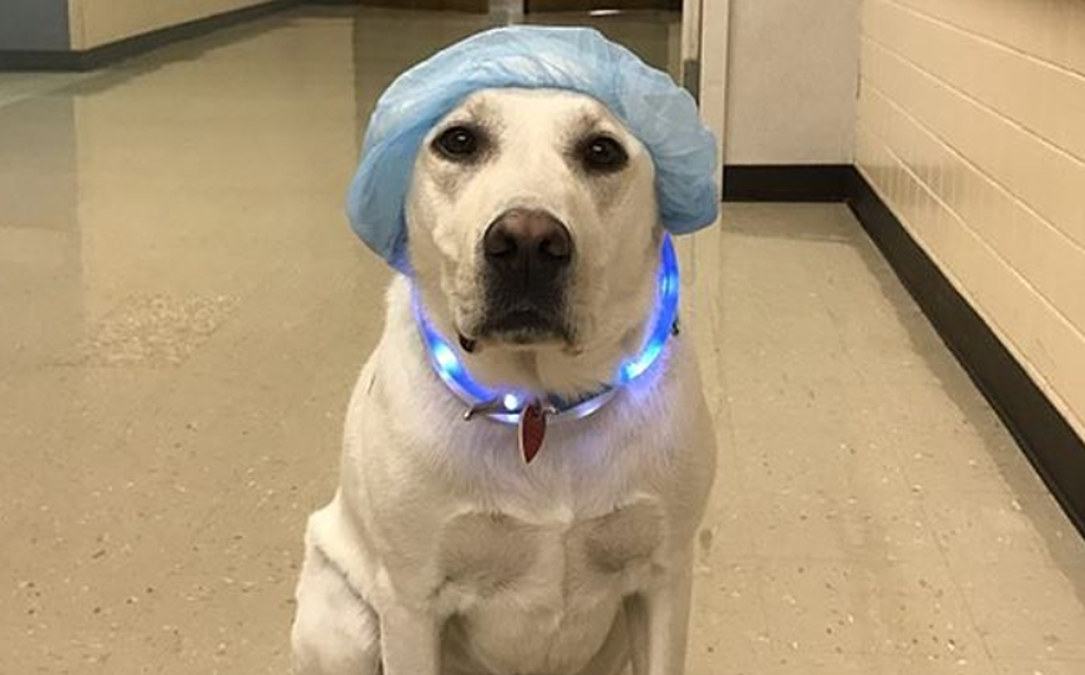 This Rockford Therapy Dog Celebrated OR Nurses Day The Cutest Way Possible