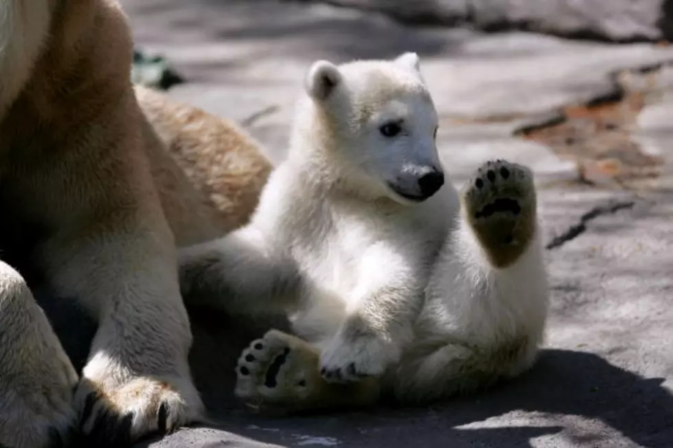 Illinois Zoos Get in on Cutest Twitter War of All Time