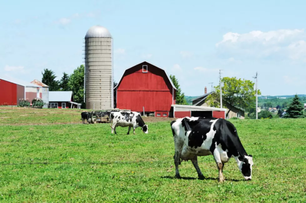 Today is the Day You Learn Wisconsin Cows Eat Skittles Often