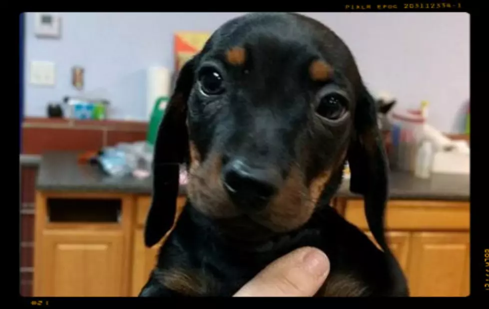 Celebrate National Puppy Day with One of These Doxie Pups
