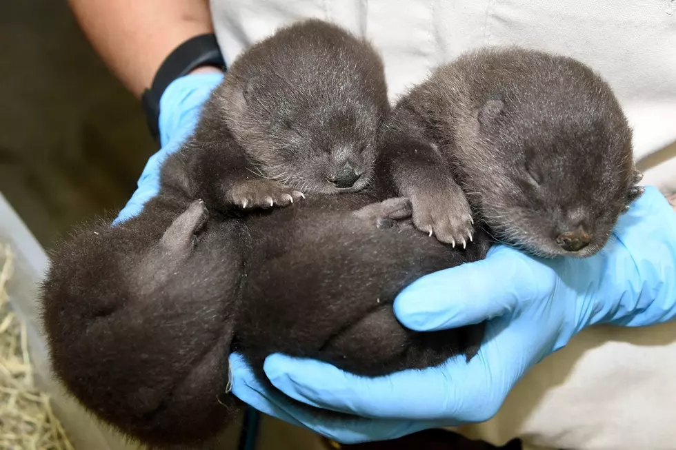 Forget April the Giraffe, Brookfield Zoo Welcomes Adorable Twin Otter Pups