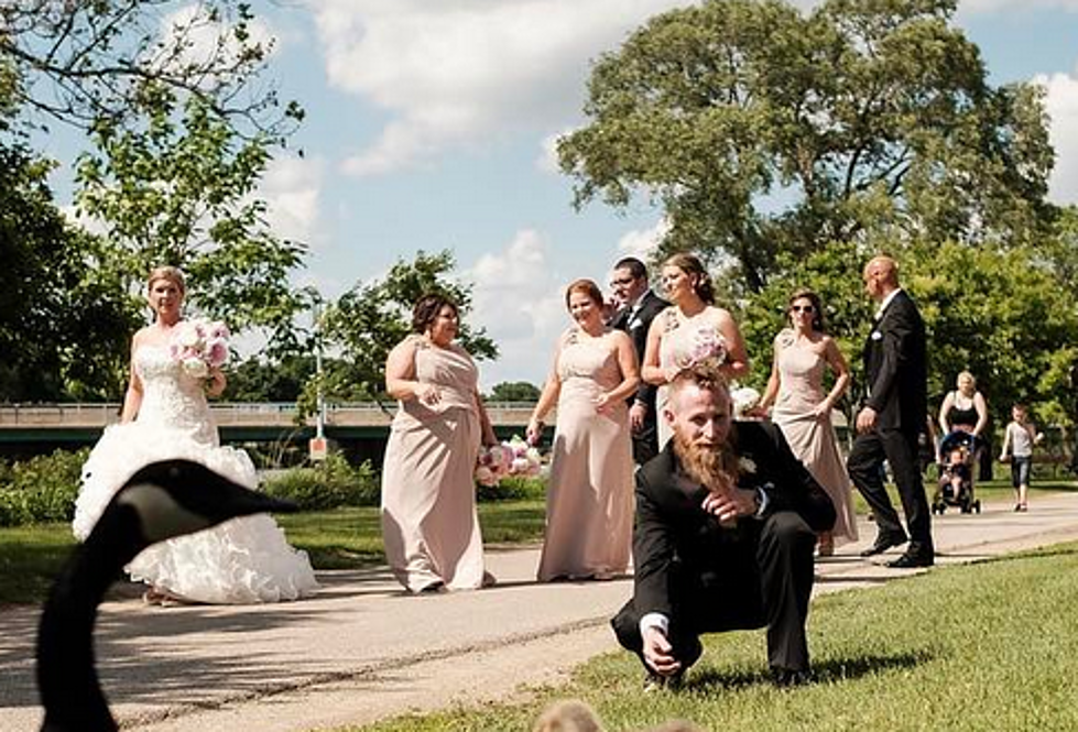 Rockford Wedding Photo Gets Hijacked By Geese