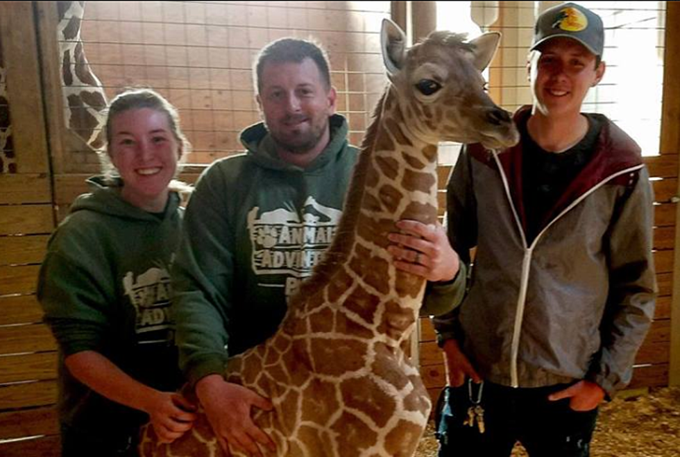 You Can Help Name April the Giraffe’s Baby Calf; Here’s How