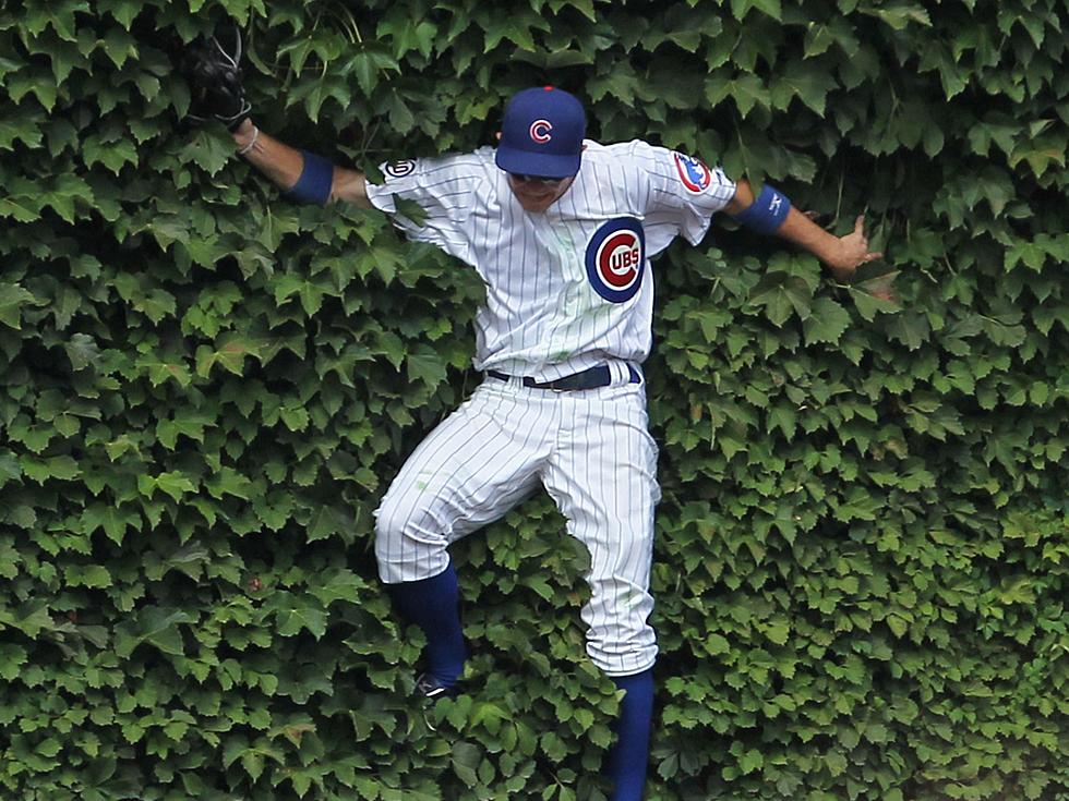 Chicago Cubs Are Seriously Selling Ivy Leaves For a Ridiculous Price