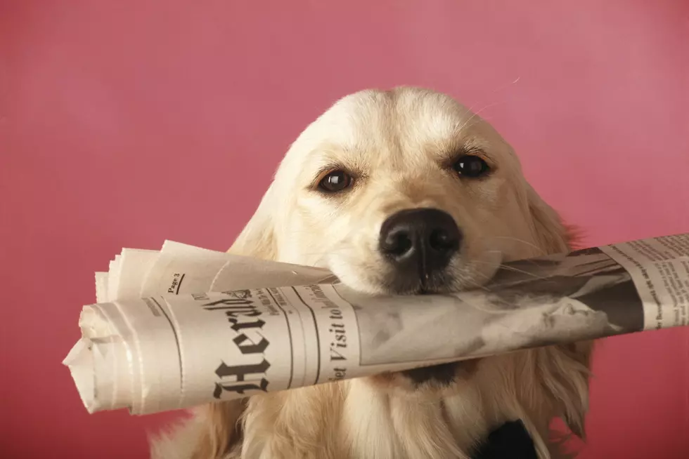 Local Animal Shelter Needs Your Newspaper Donations