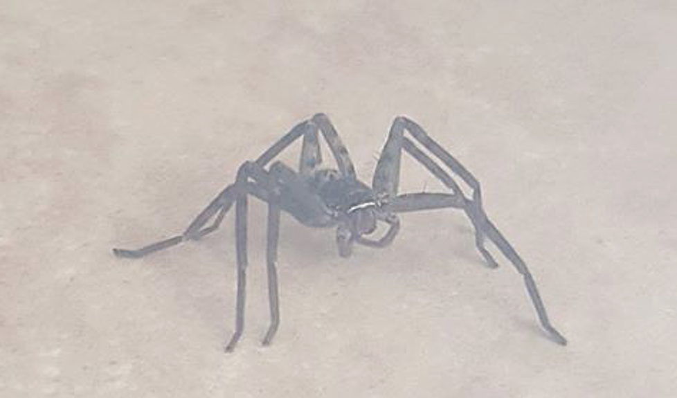 Rockford Man Freaks Out Over Giant House Spider [NSFW VIDEO]