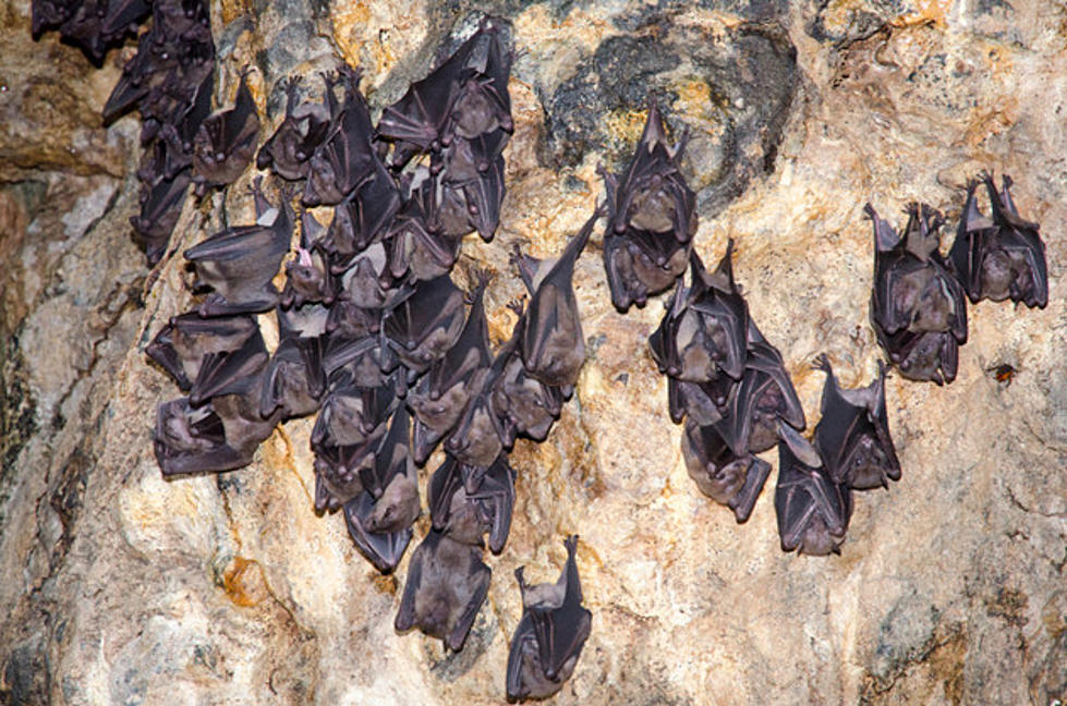 What’s The Deal With All The Bats Around Rockford?