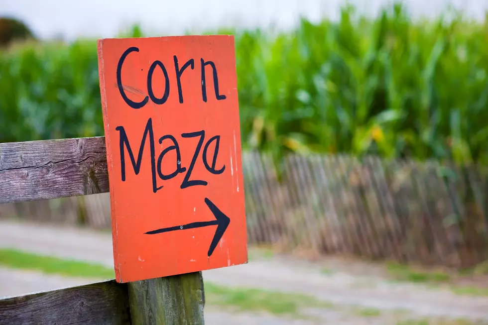 Cubs World Series Corn Maze