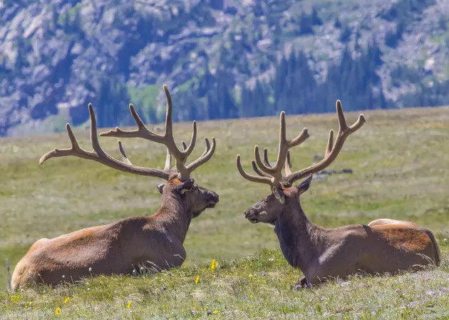 You Need To See These Two Giant Elk Battle In The Middle Of A Wisconsin Highway