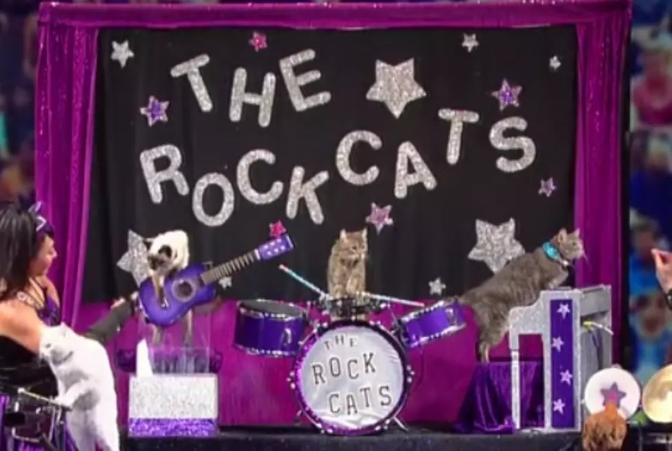 Are You Kitten Us? A Touring Cat Circus is Coming to Chicago this Weekend
