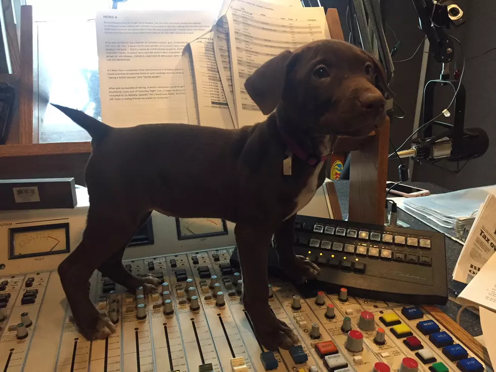 Adorable Doberman Lab Mix Is All Your Puppy Dreams