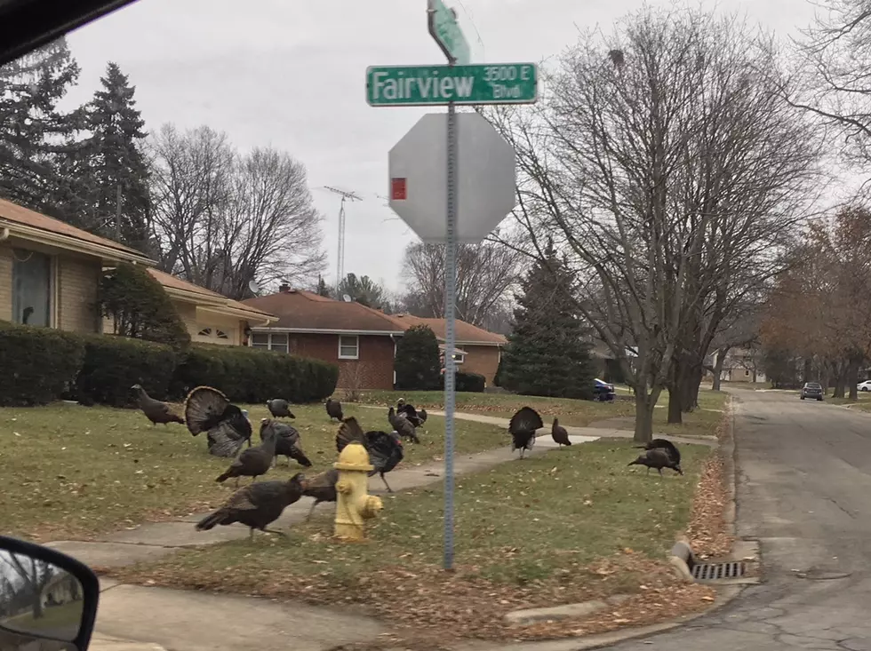 Why Are There So Many Turkeys at This Rockford Intersection?