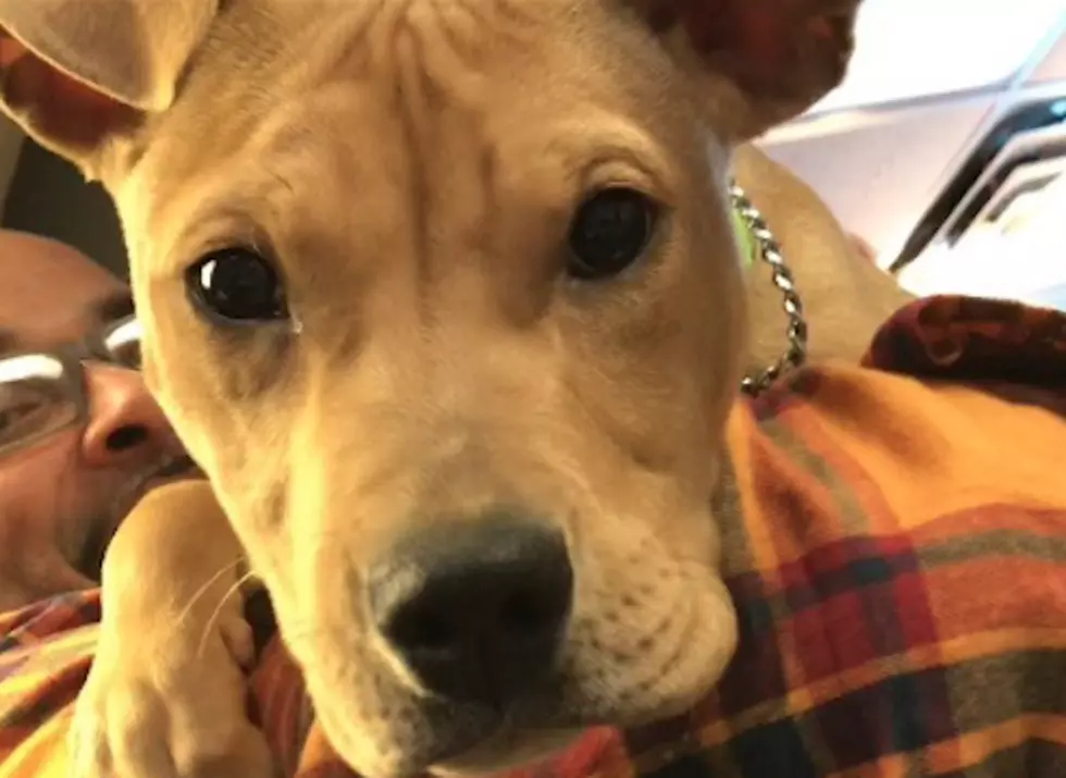 Pet Of The Week: Jolly Holly Should Prolly Come Home With You
