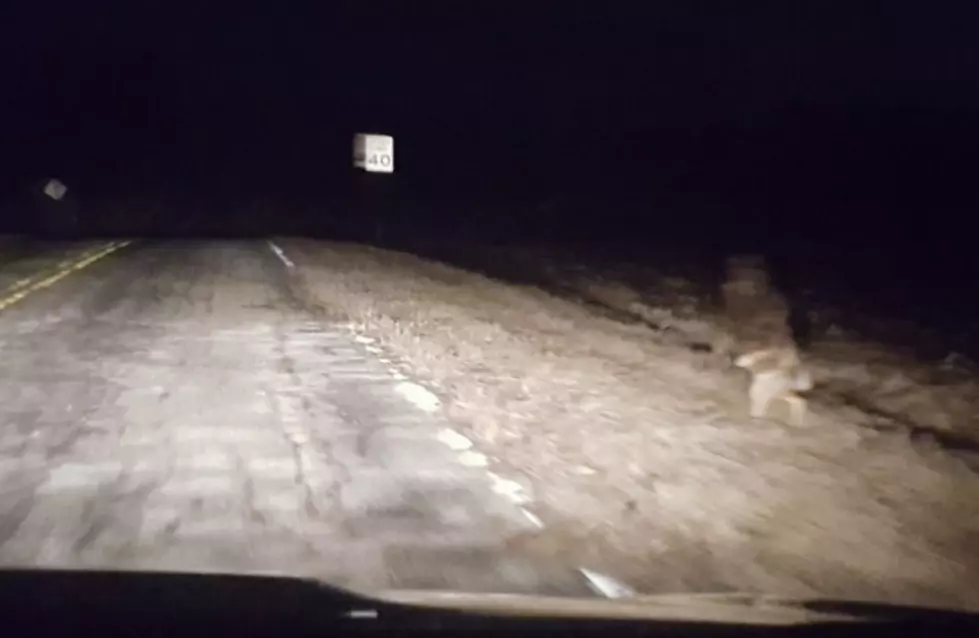 Walking Wolf Spotted Crossing the Road in Rural Wisconsin