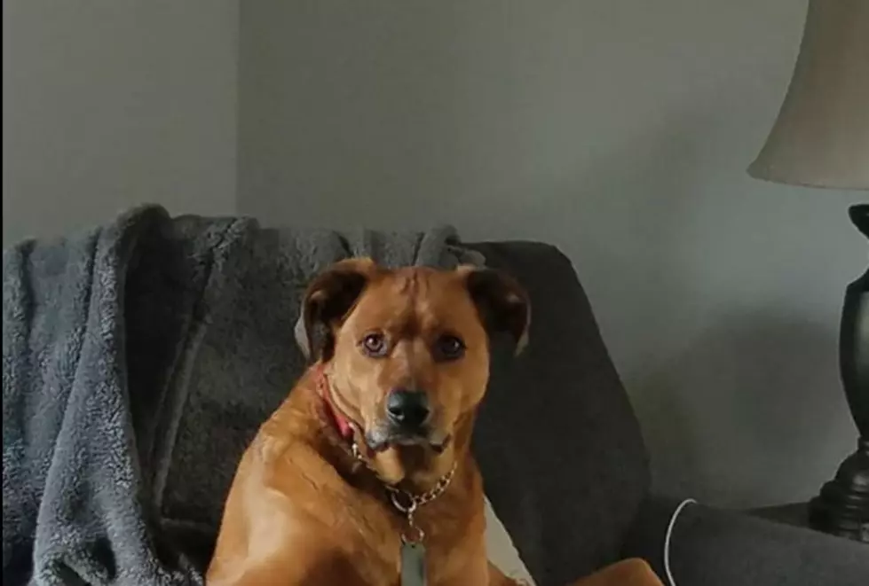 We Can&#8217;t Stop Laughing At This Rockford Dog That Looks Half Human