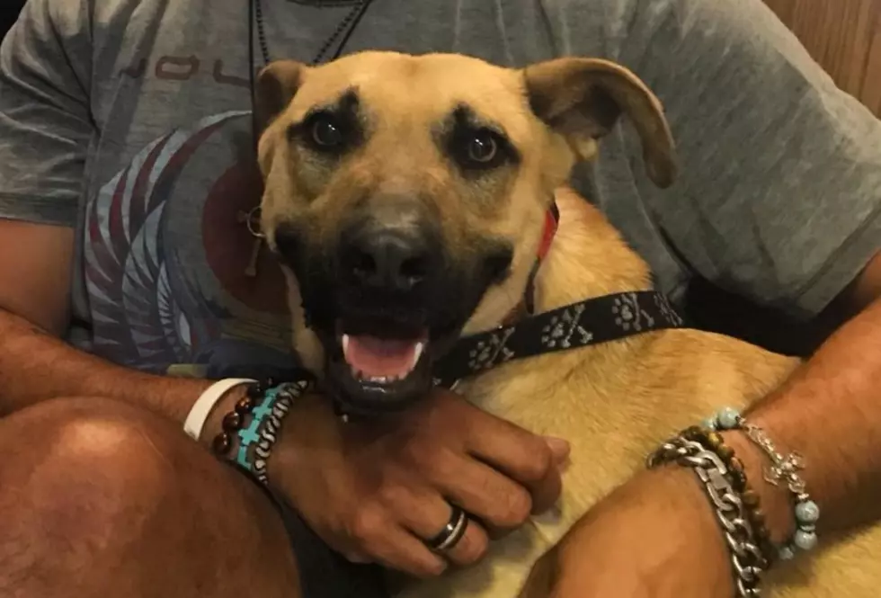 World’s Shyest Dog Is In Need of Loving; Affectionate Furever Home