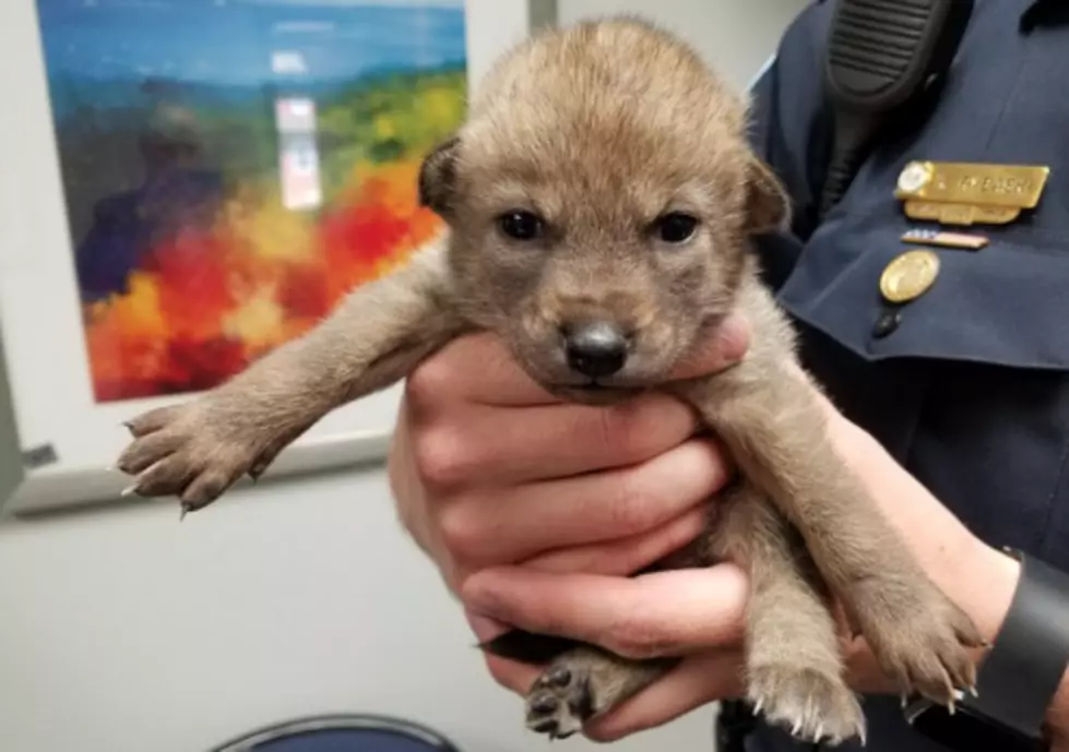 Cute Puppy Found On Illinois Road Not Actually A Puppy