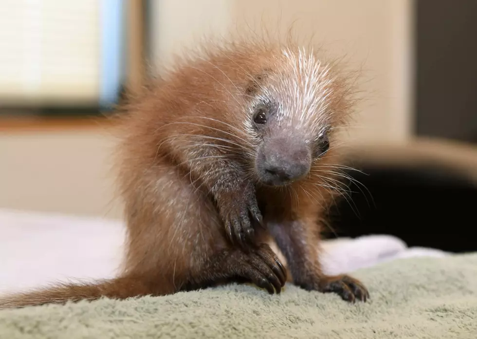 Baby Porcupine Is First Of Its Kind Born At Chicago’s Brookfield Zoo