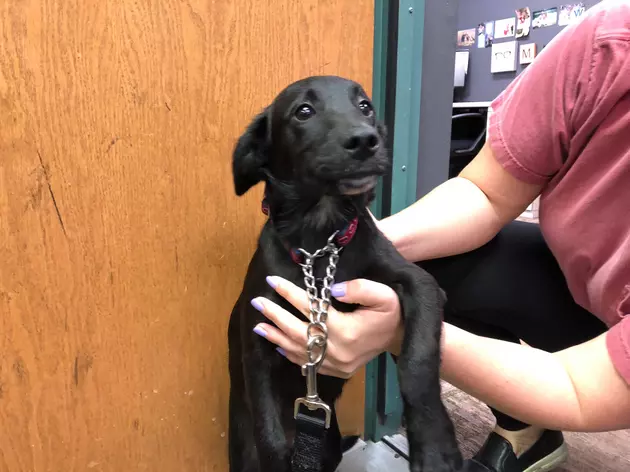 Super Adorable Puppy Rescued From High Kill Shelter Needs a Forever Home