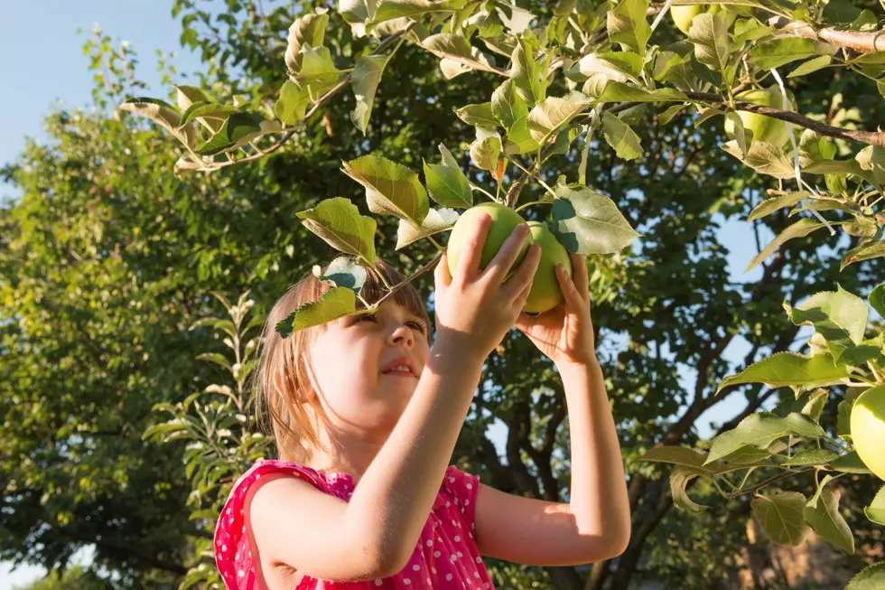 Curran&#8217;s Orchard Announces Fall Opening Day