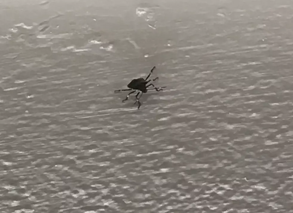 Creepy Bug Spotted in Rockford Apartment