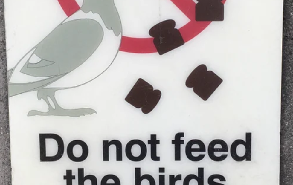 Chicago Transit Authority Warns Riders To Not Feed Tiny Toast To Birds