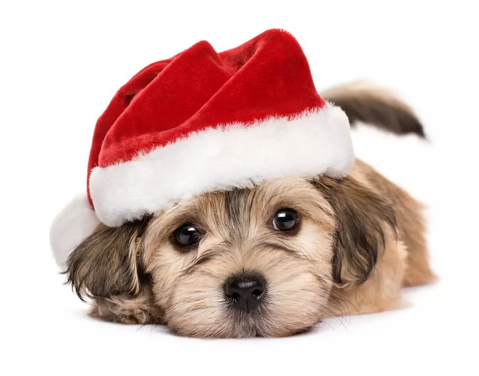 CherryVale Mall Inviting Your Pets To Meet Santa Claus This Year
