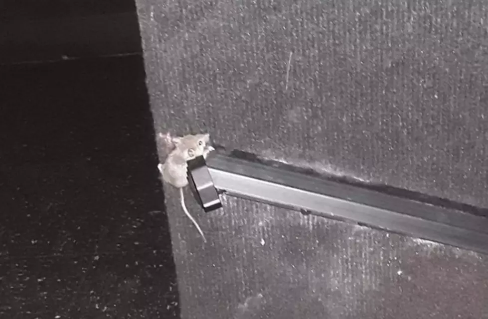 Eek A Mouse! Moviegoer Alleges Raging Rodents At AMC Theatre