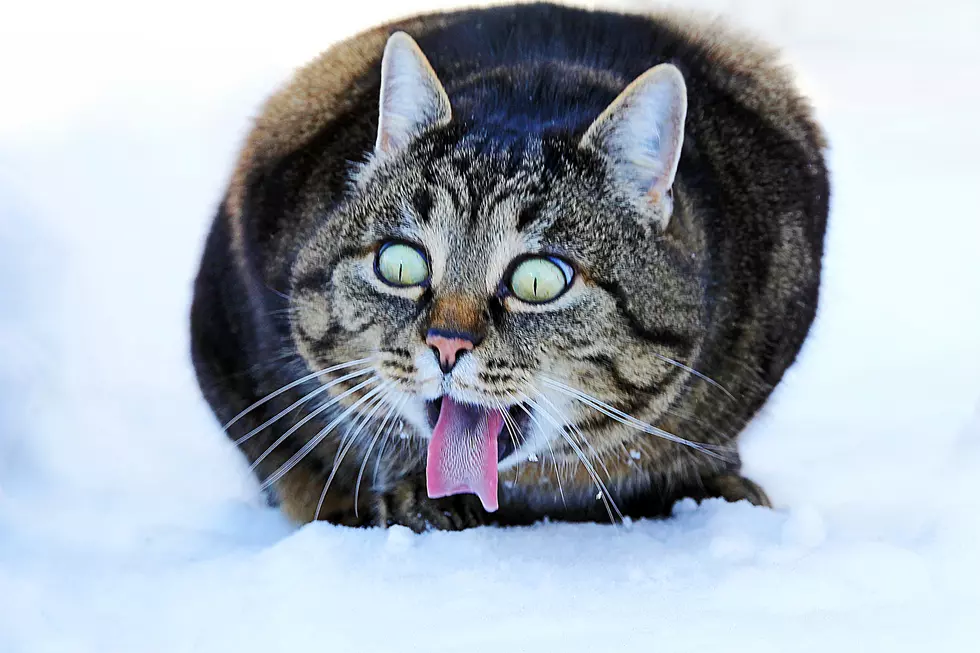 Cat Found Alive Under Snow on Illinois Roadside