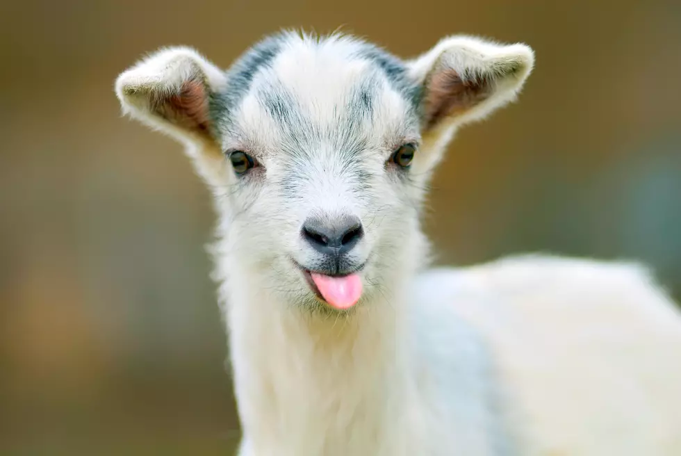 OMG! Baby Goat Yoga is Coming to The Stateline Area