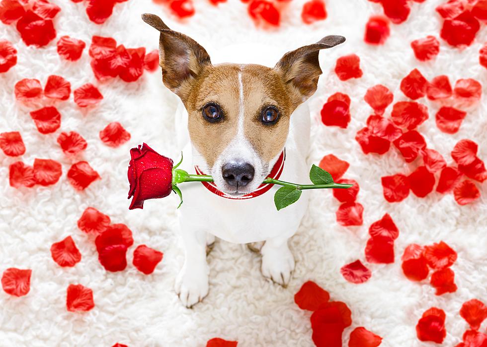 Tinder for Dogs is Here Just in Time for Valentine’s Day