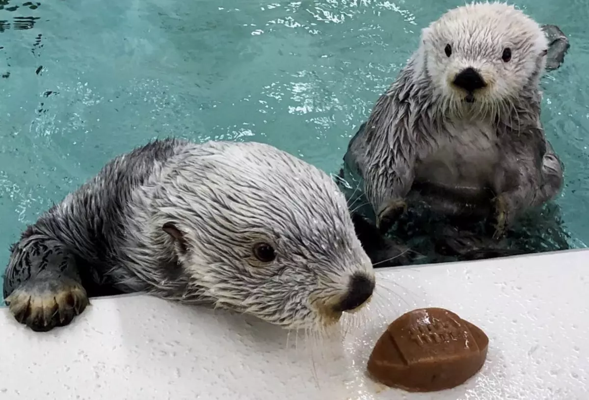 Spend The Day Playing With Sea Otters at Chicago's Shedd Aquarium - Screen Shot 2019 02 26 At 10.59.15 AM