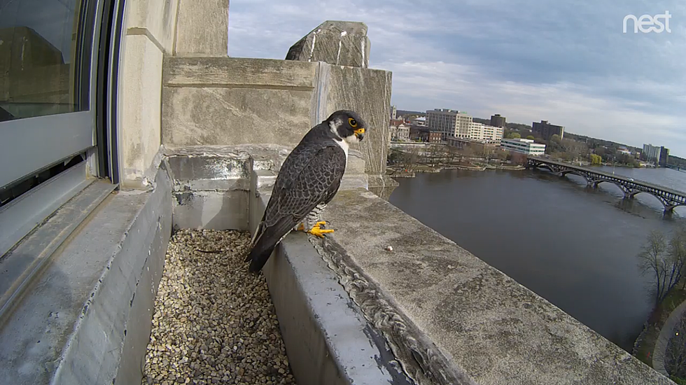You Can Help Name The Peregrine Falcon Chicks in Rockford