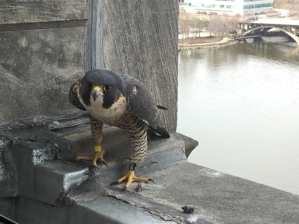 Watching ‘Louise’ The Falcon’s Video Feed is Your New Rockford Obsession