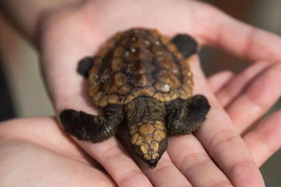 Your Old Bra Could Save An Injured Turtle