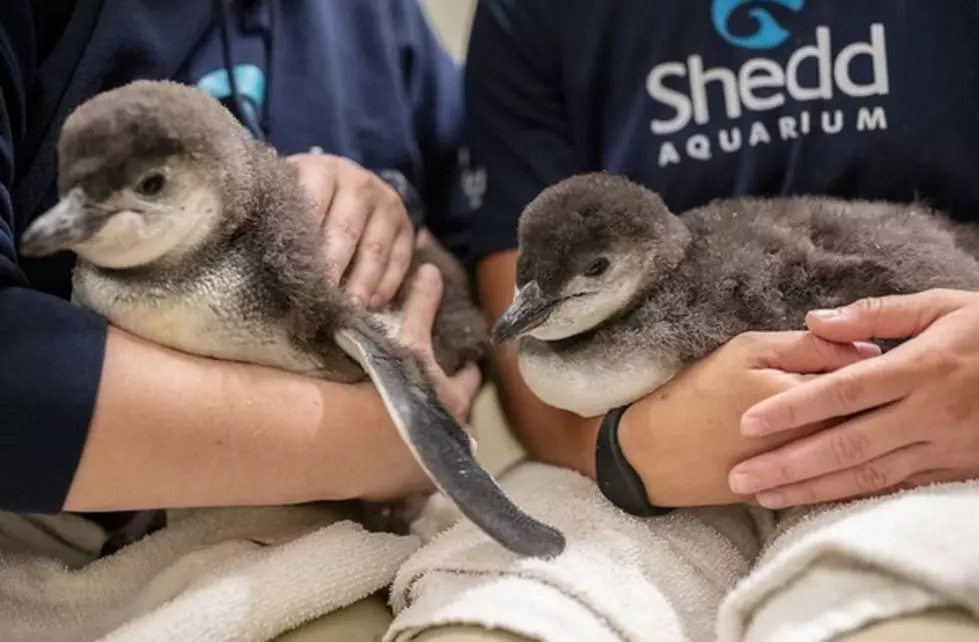 The Shedd Aquarium Wants You to Name Their Baby Penguins