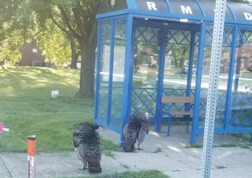 Rockford Turkeys Try To Hitch a Ride Out of Town