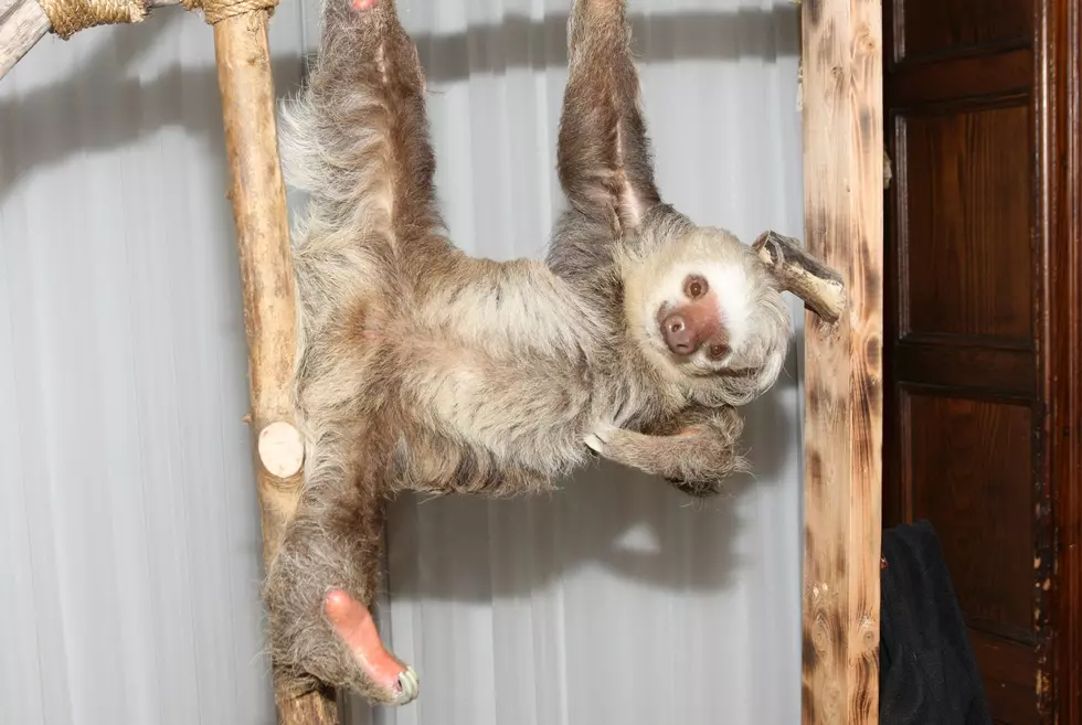 Insanely Adorable Sloth Pops Up at Summerfield Zoo