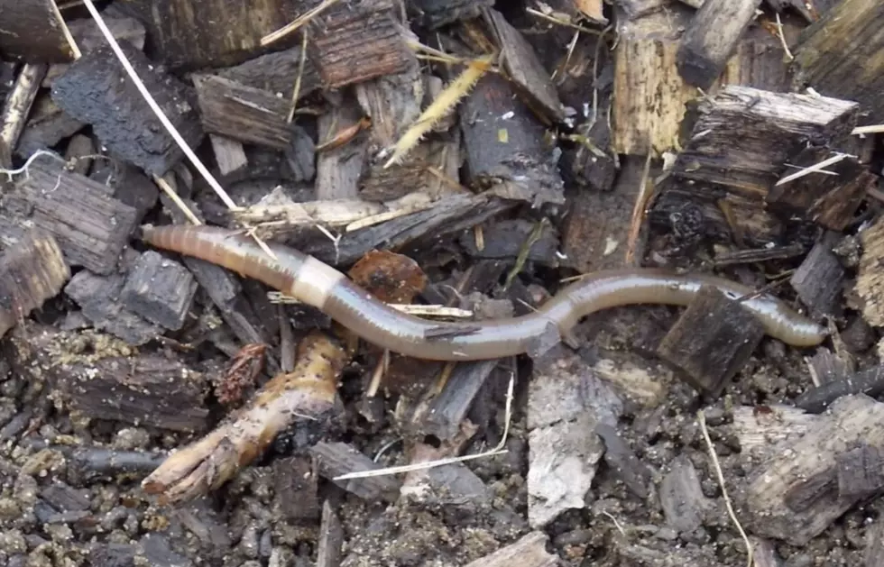 Illinois Backyards Are Now Being Invaded By Jumping Worms
