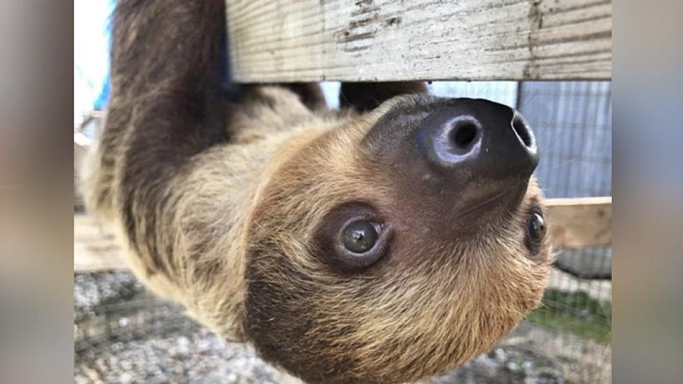 Insanely Adorable Sloth Pops Up at Summerfield Zoo