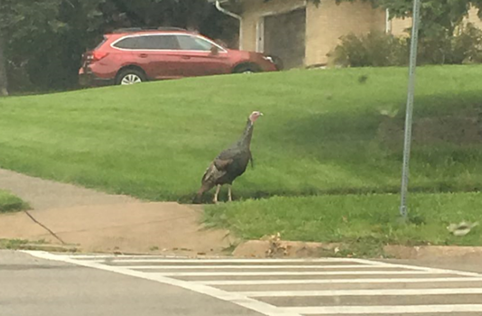 Rockford Turkey Follows All the Road Rules
