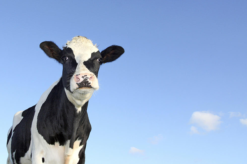 Actual Spotted Cows Were Herded at The Spotted Cow Brewery