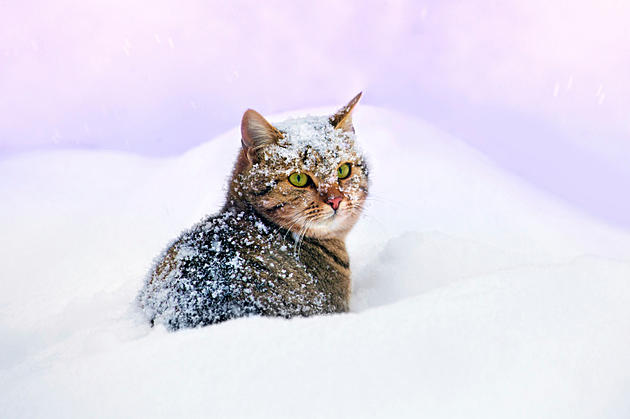 Noahs Ark Needs Your Help Keeping Cats Warm This Winter