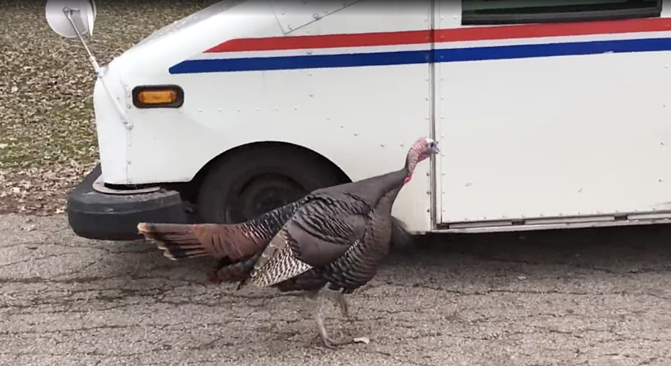 WATCH: Wisconsin Turkey Stalks Mail Carrier Daily