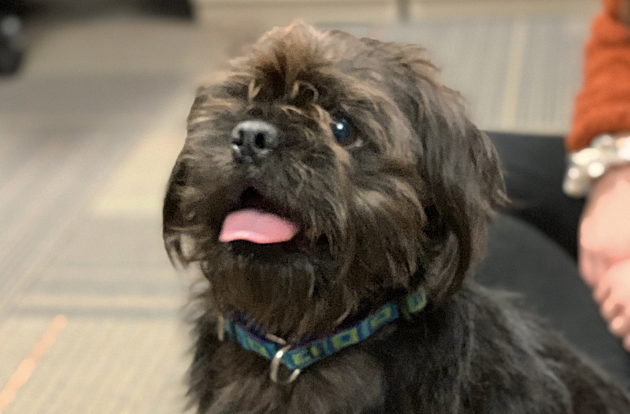 Ewok-Looking Brussel Griffon Will Prance His Way Into Your Heart