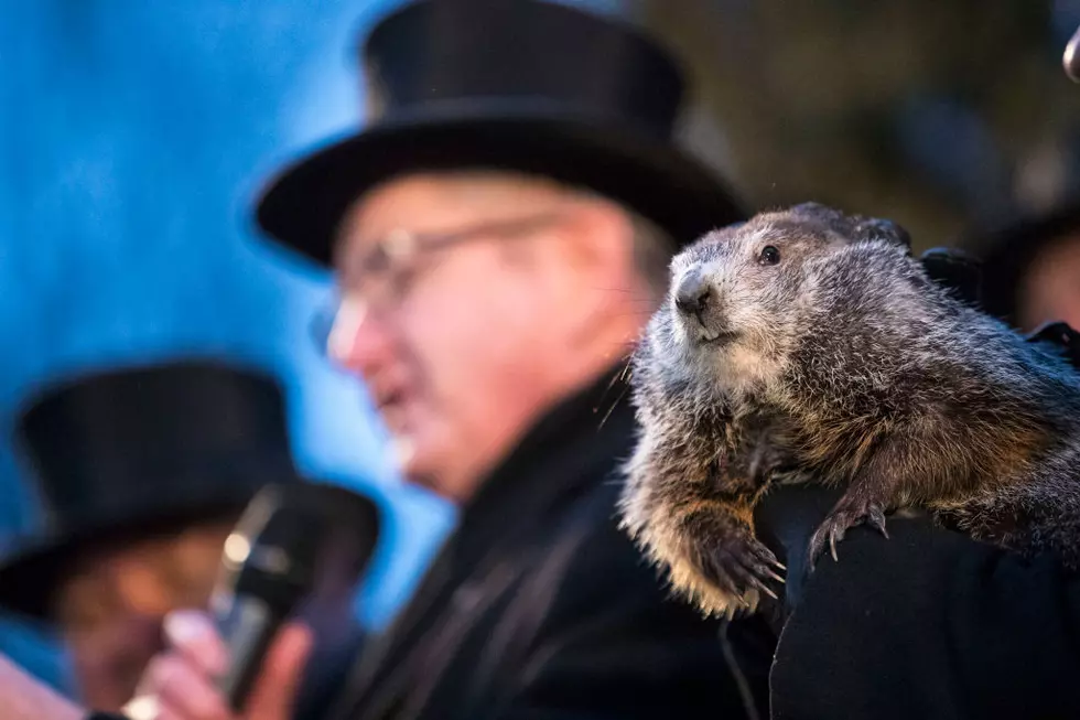 Illinois' Woodstock Willie Predicts Opposite of Punxsatawney Phil