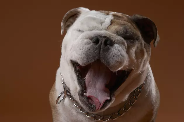 New Dog Collar Will Translate Your Dog&#8217;s Barks Into Cuss Words