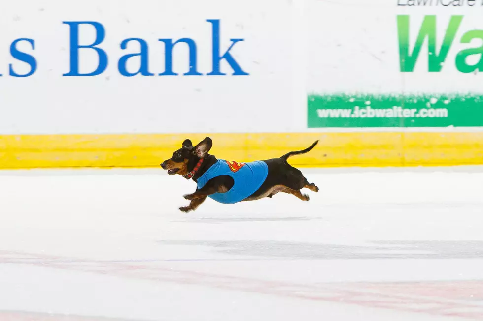 How to Sign up Your Dachshund For The Rockford Icehogs Wiener Dog Race